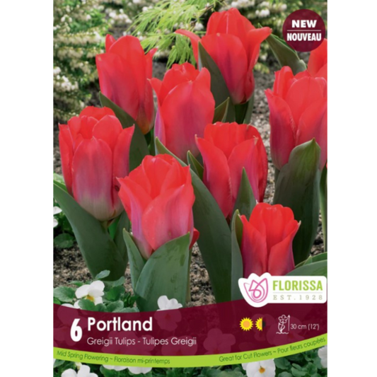 Tulip 'Portland' Greigii 6/Pkg.