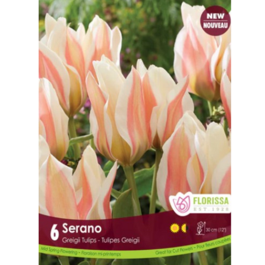 Tulip 'Serano' Greigii 6/Pkg.