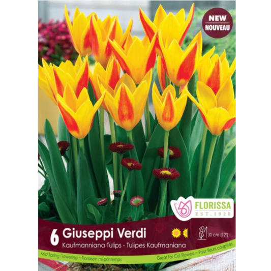 Tulip 'Giuseppi Verdi' Kaufmanniana 6/Pkg.