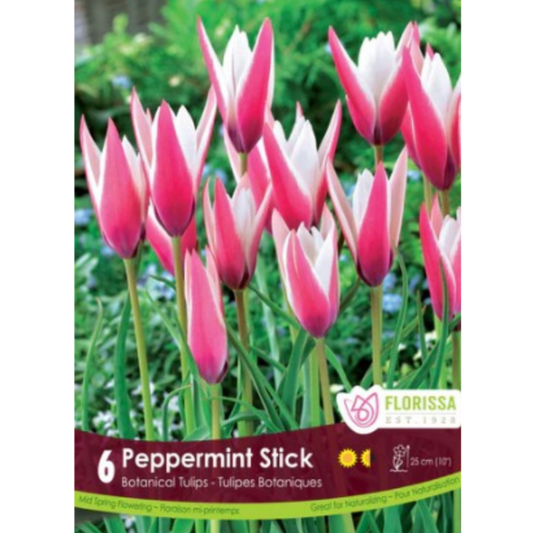 Tulip 'Peppermint Stick' Botanical 6/Pkg.