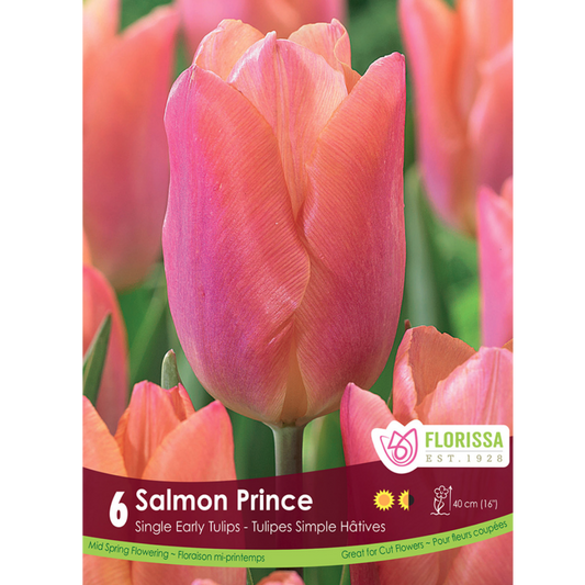 Tulip 'Salmon Prince' 6/Pkg.
