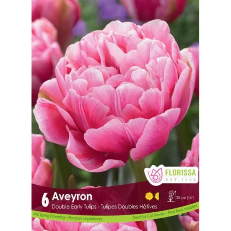 Tulip 'Aveyron' Double 6/Pkg.