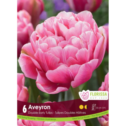 Tulip 'Aveyron' Double 6/Pkg.