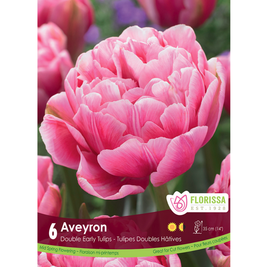 Tulip 'Amazing Grace' 6/Pkg.