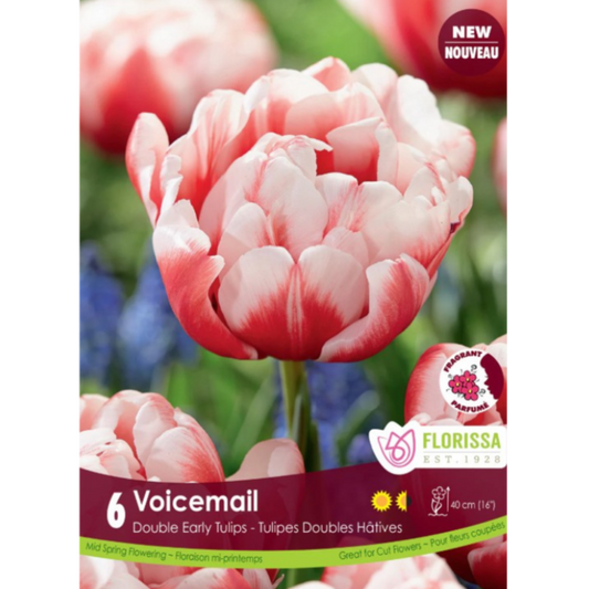 Tulip 'Voicemail' Double 6/Pkg.