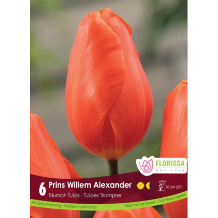 Tulip 'Prins Willem Alexander' Triumph 6/Pkg.