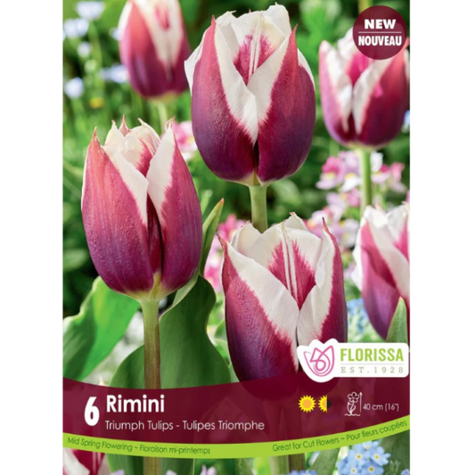 Tulip 'Rimini' Triumph 6/Pkg.