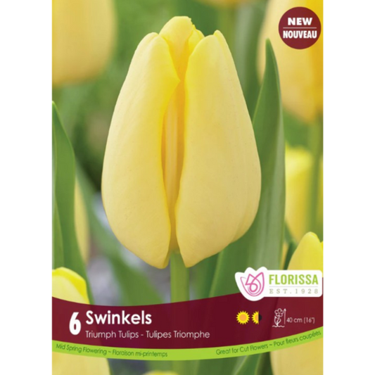 Tulip 'Swinkels' Triumph 6/Pkg.