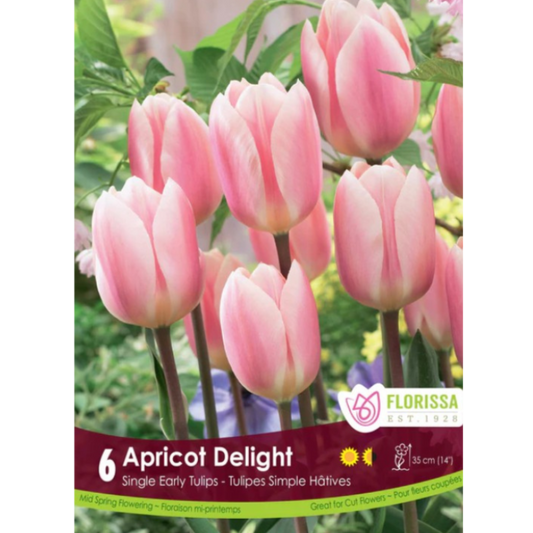 Tulip 'Apricot Delight' Darwin Hybrid 6/Pkg.