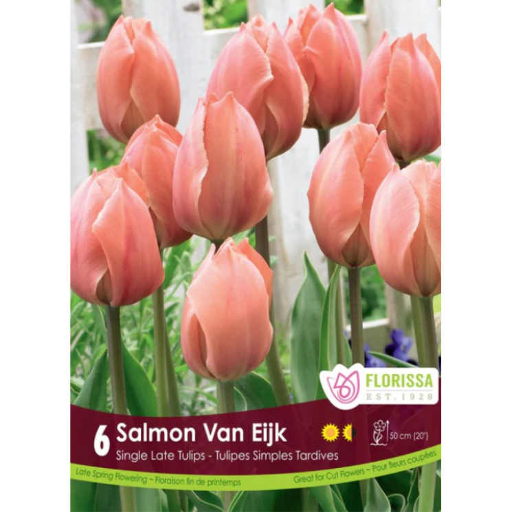 Tulip 'Van Eijk Salmon' 6/Pkg.