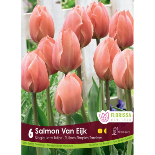 Tulip 'Van Eijk Salmon' 6/Pkg.