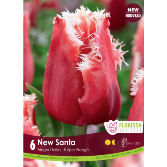 Tulip 'New Santa' Fringed 6/Pkg.