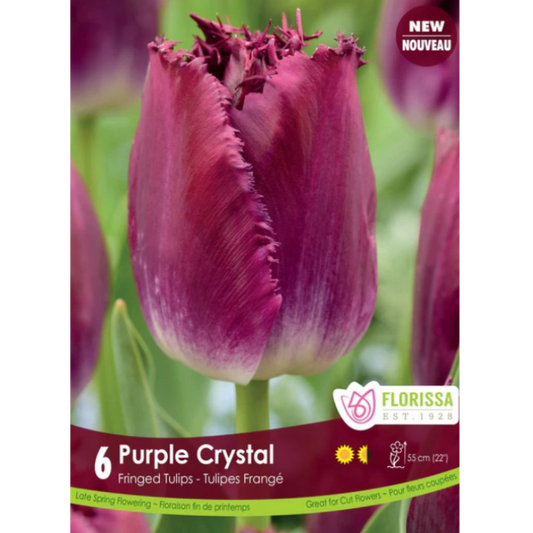 Tulip 'Purple Crystal' Fringed 6/Pkg.