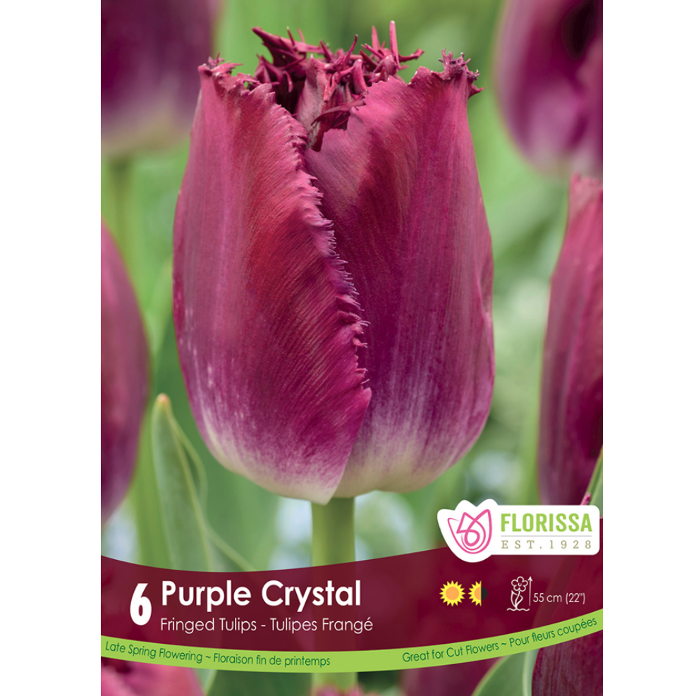 Tulip 'Purple Crystal' Fringed 6/Pkg.