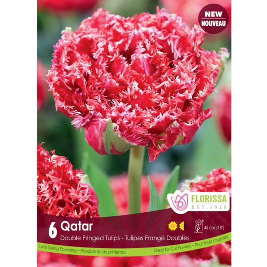 Tulip 'Qatar' Double Fringed 6/Pkg.