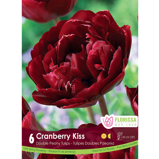 Tulip 'Cranberry Kiss' Double Peony 6/Pkg.