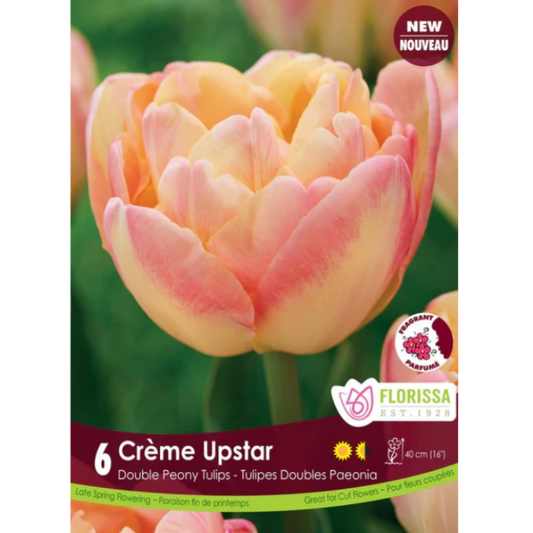 Tulip 'Crème Upstar' Double Peony 6/Pkg.