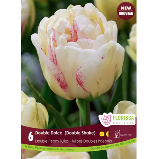 Tulip 'Double Dolce' Double Peony 6/Pkg.