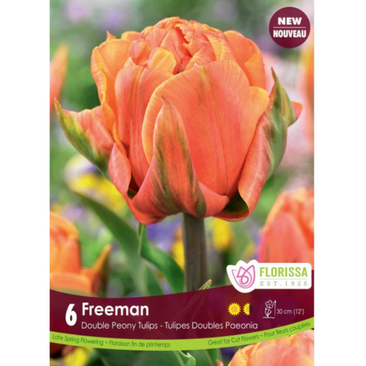 Tulip 'Freeman' Double Peony 6/Pkg.
