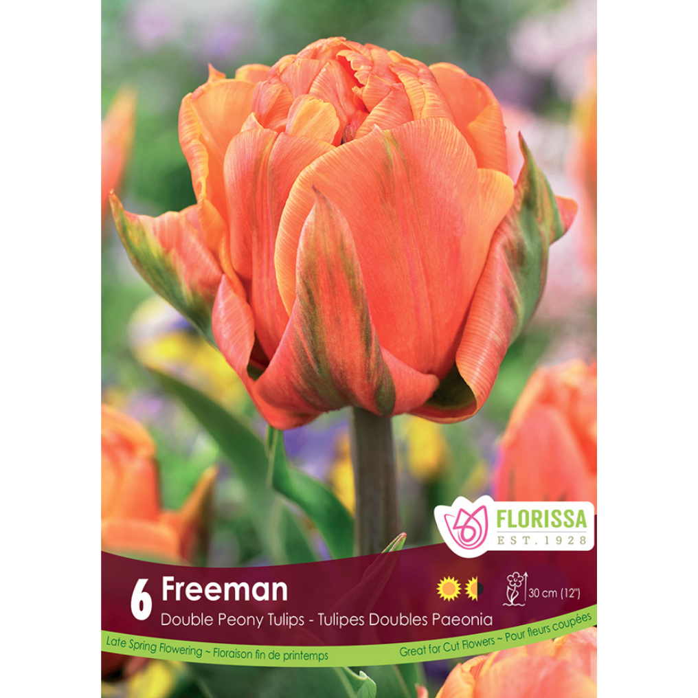 Tulip 'Freeman' 6/Pkg.