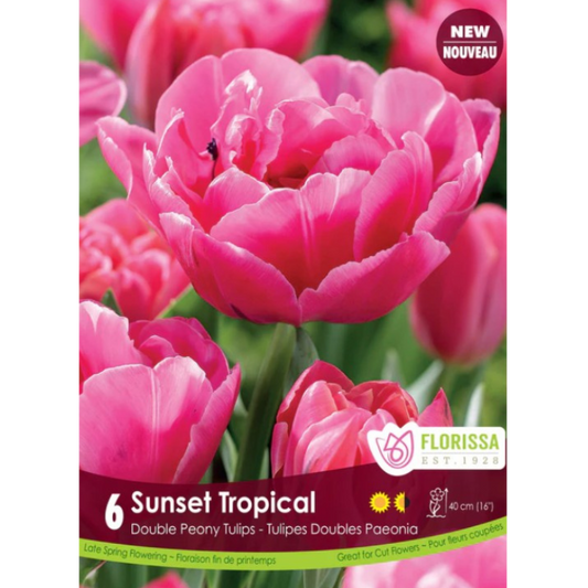 Tulip 'Sunset Tropical' Double Peony 6/Pkg.
