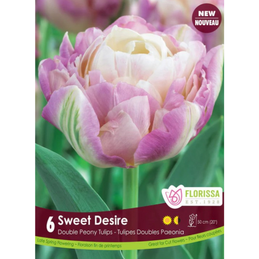 Tulip 'Sweet Desire" Double Peony 6/Pkg.
