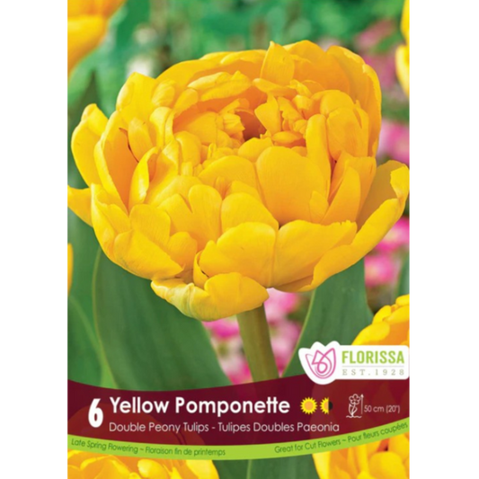 Tulip 'Yellow Pomponette' Double Peony 6/Pkg.