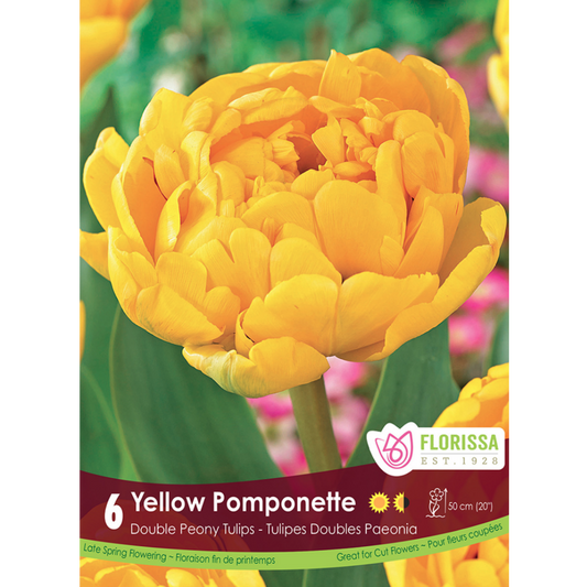 Tulip 'Yellow Pomponette' 6/Pkg.