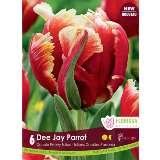Tulip 'Dee Jay Parrot' Double Peony 6/Pkg.