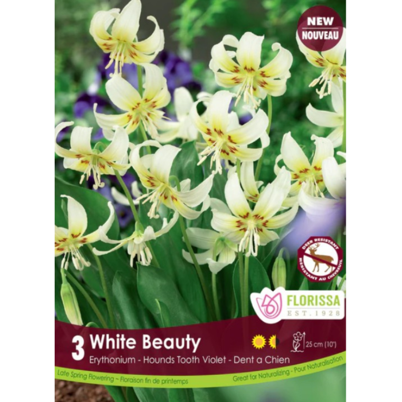 Erythronium 'White Beauty' Hounds Tooth Violet 3/Pkg.