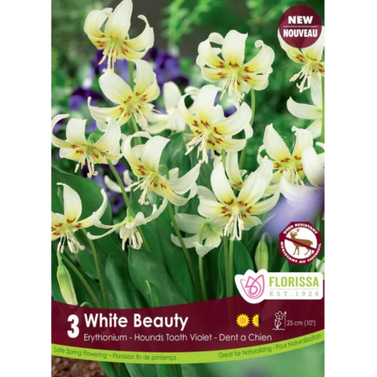 Erythronium 'White Beauty' Hounds Tooth Violet 3/Pkg.