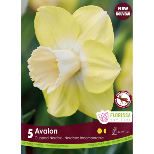 Narcissus 'Avalon' Cupped Narcissi 5/Pkg.