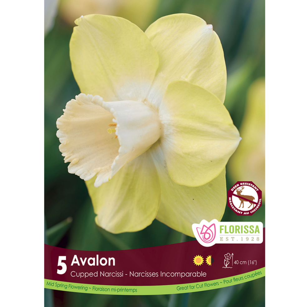 Narcissus 'Avalon' 5/Pkg.