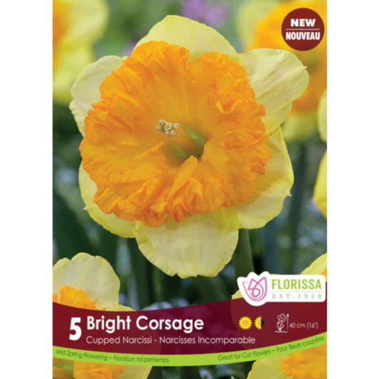 Narcissus 'Bright Corsage' Cupped Narcissi 5/Pkg.