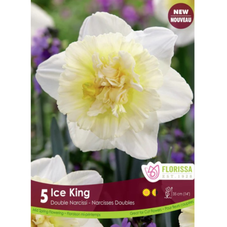 Narcissus 'Ice King' 5/Pkg.