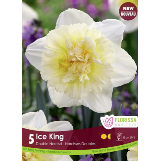 Narcissus 'Ice King' 5/Pkg.