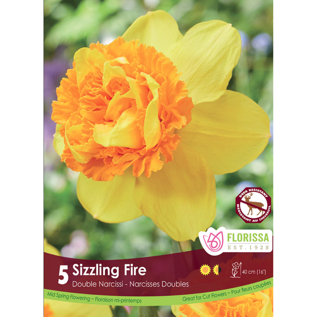 Narcissus 'Sizzling Fire' Double 5/Pkg.