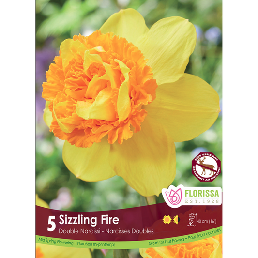 Narcissus 'Sizzling Fire' Double 5/Pkg.