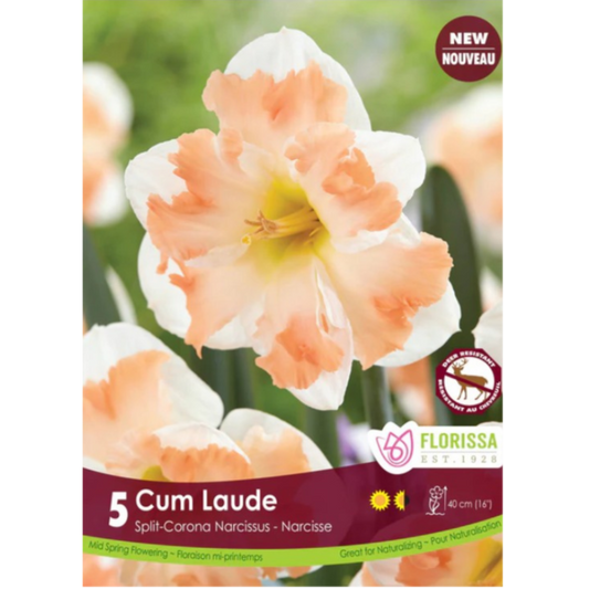 Narcissus 'Cum Laude' Split-Corona 5/Pkg.