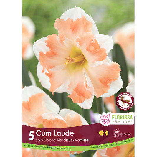 Narcissus 'Cum Laude' 5/Pkg.