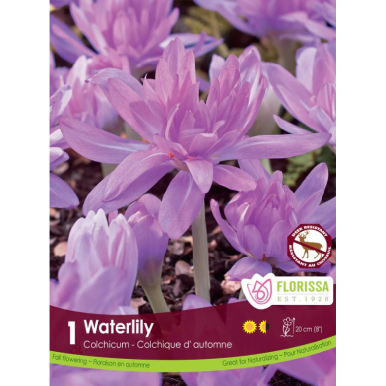 Colchicum 'Waterlily' 1/Pkg.