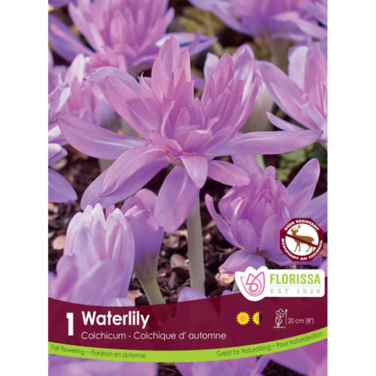 Colchicum 'Waterlily' 1/Pkg.