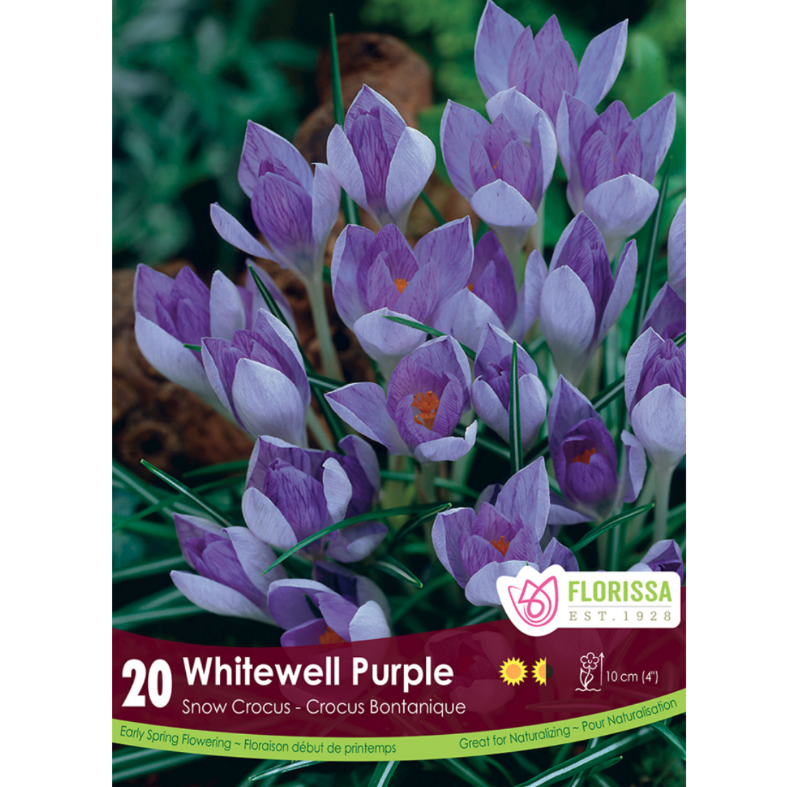 Crocus 'Whitewell Purple' 20/Pkg.