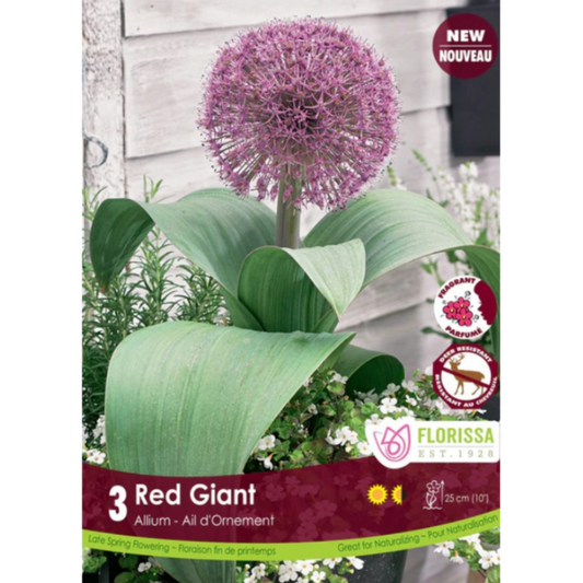 Allium 'Red Giant' 3/Pkg.