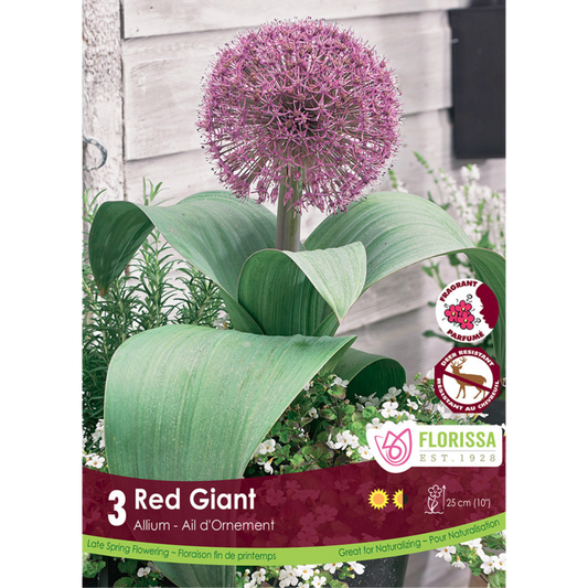 Allium 'Red Giant' 3/Pkg.