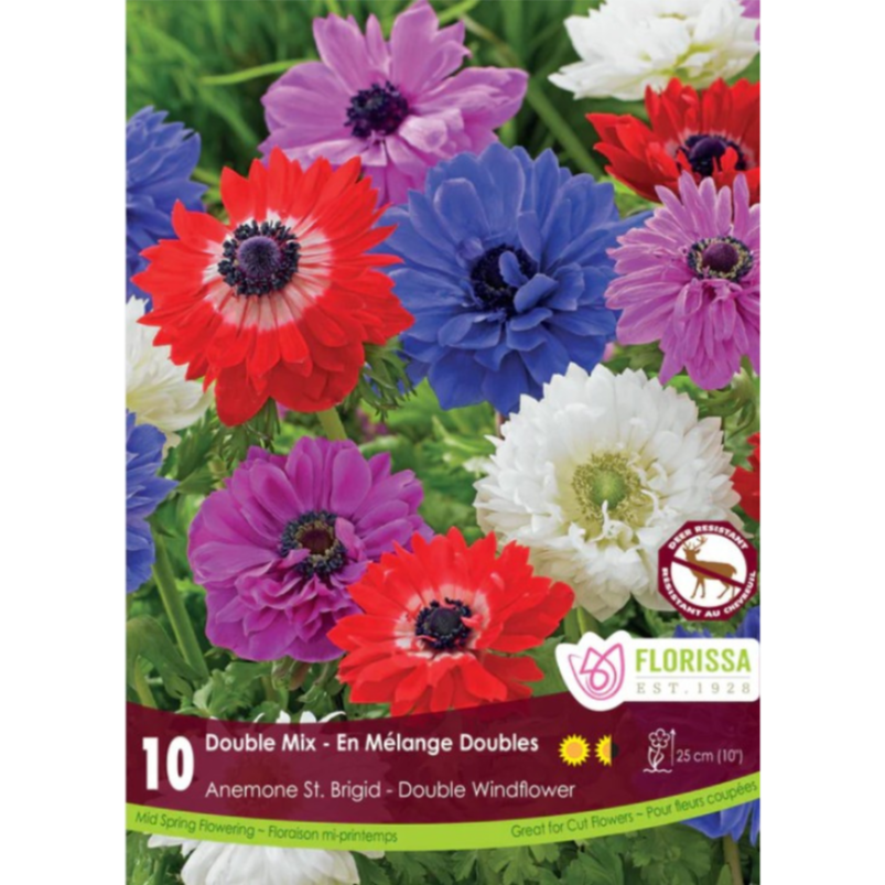 Anemone 'Double Mix' Double Windflower 10/Pkg.