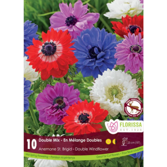 Anemone 'Double Mix' Double Windflower 10/Pkg.