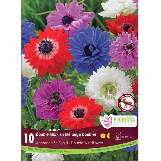 Anemone 'Double Mix' St. Brigid 10/Pkg.