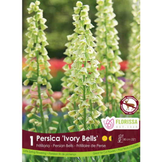 Fritillaria 'Ivory Bells' Persica 1/Pkg.