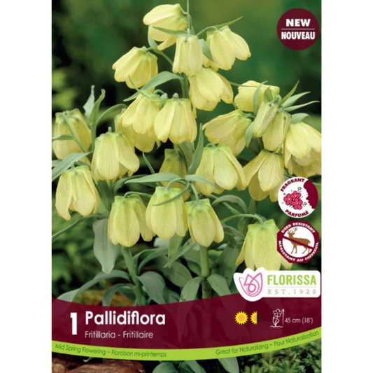 Fritillaria 'Pallidiflora' 1/Pkg.